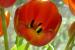 tulipsfromw21515.jpg