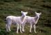 lambs4721.jpg