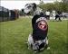 Dog1214.jpg