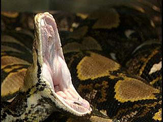 Strike Rattle Roll Snake Yawns Adorable And Informative