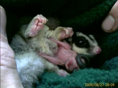 Baby Sugar Glider Pictures on The Sugar Glider Babies Come Out Now  We Have One New Boy And One