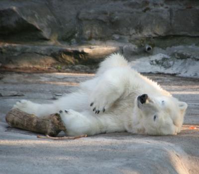 0707/Zoo1040731.jpg