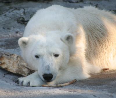0707/Zoo1050731.jpg