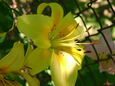 0207/YellowLily0204.jpg