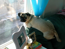 1205/cute_pggy0638.jpg