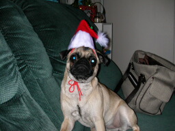 1205/e_strip_christmas4034.jpg