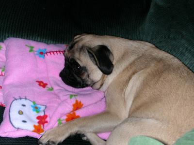 1205/estrip_kitty4104.jpg