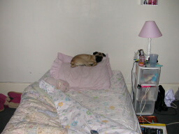 1205/puggy_in_my_bed0701.jpg