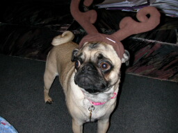 1205/raindeer_puggy0720.jpg