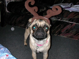 1205/raindeer_puggy_20738.jpg