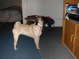 1205/raindeer_puggy_30800.jpg
