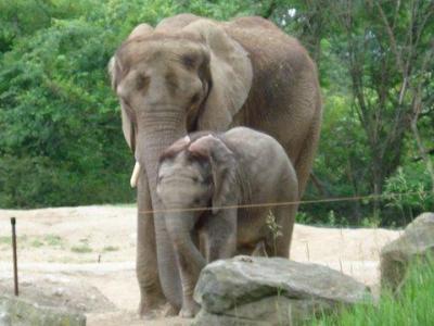 0709/Elephant20706.jpg