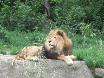 0709/Lion0706.jpg