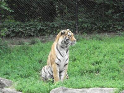 0709/Tiger20706.jpg