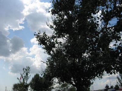 0809/GalleriaLookUp30826.jpg