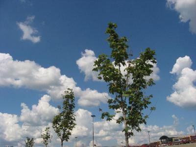0809/GalleriaParkingLot30826.jpg
