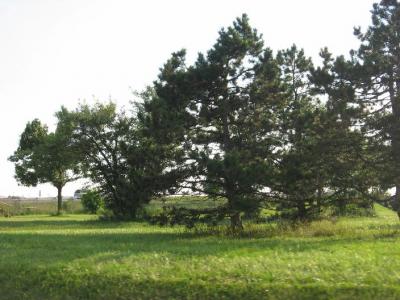 0809/ThruwayTrees30826.jpg