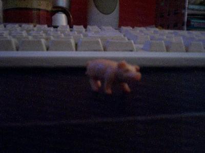 0506/RubberPig0713.jpg 0506/RubberPig0713.jpg