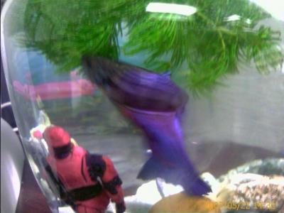 0507/RedVsBlue0522.jpg