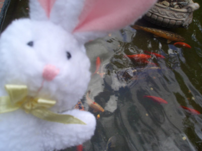 0606/bunny23357.jpg