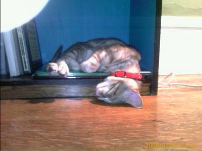 0706/omigoodsocute3640.jpg