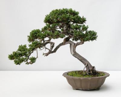0409/Bonsai0404.jpg