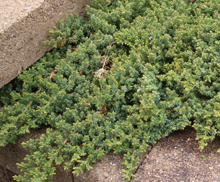 0409/Juniper0404.jpg