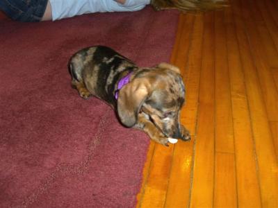 0508/Puppy0020512.jpg