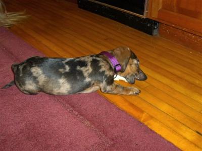 0508/Puppy0030512.jpg
