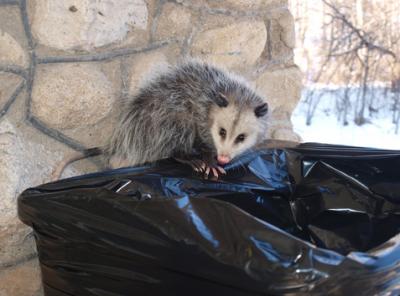 0109/Oppossum0129.jpg