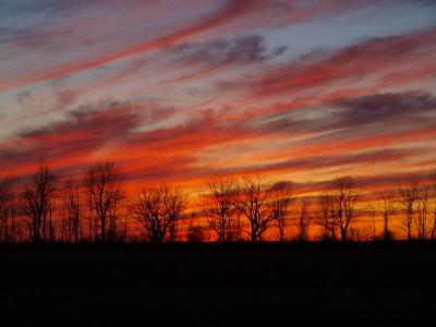 0309/Sunsettrees0316.jpg