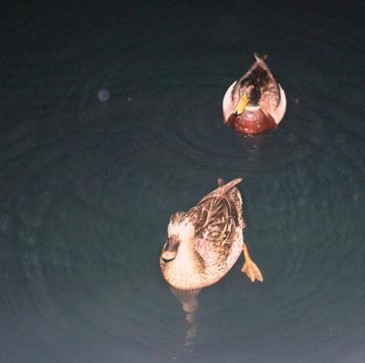 0609/13ducks0605.jpg