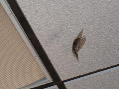 0708/HummingbirdWingsCropped2630715.jpg