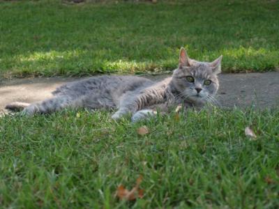 0708/Kitten0729.jpg