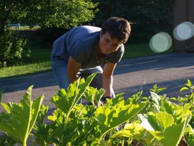 0808/KaleZucchini0814.jpg