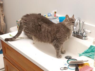 0808/KittenSink0820.jpg