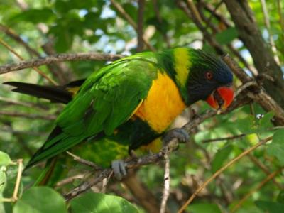 0808/Prettybird0822.jpg