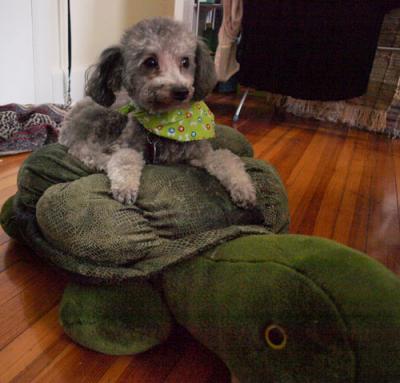 0908/NishaTurtle0928.jpg