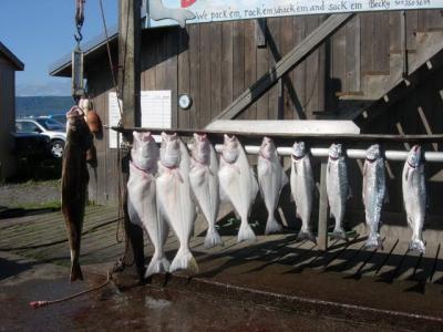 1109/AllFish1117.jpg
