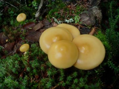 1109/MoreMushrooms1117.jpg