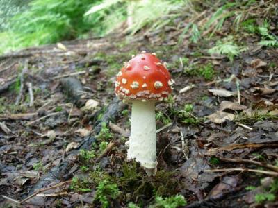 1109/Mushroom1117.jpg