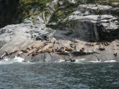 1109/Seals1117.jpg