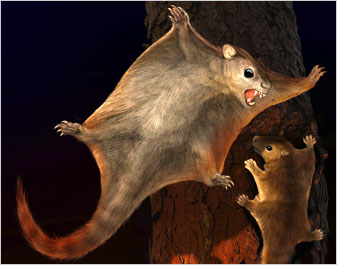 1206/squirrl0026.jpg
