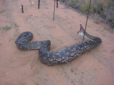 0407/Snake0408.jpg