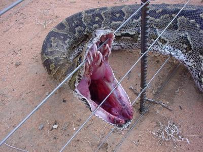 0407/Snake20408.jpg