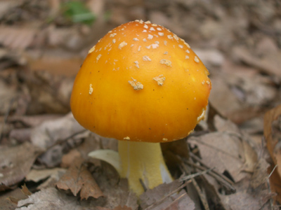 0706/mushroom_picking_0010624.jpg