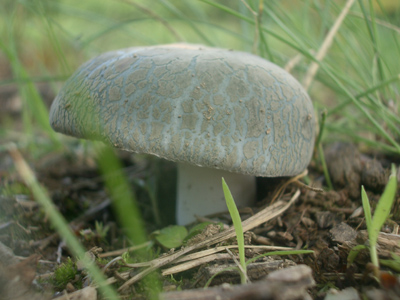 0706/mushroom_picking_0040624.jpg