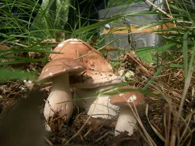 0706/mushroom_picking_0070624.jpg