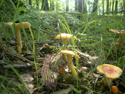 0706/mushroom_picking_0110624.jpg