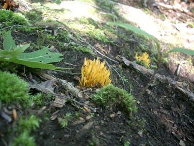 0706/mushroom_picking_0120624.jpg